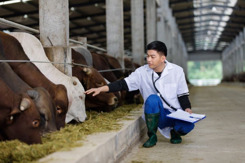 Có nhiều lý do cần áp dụng biện pháp an toàn sinh học trong chăn nuôi theo đúng nguyên tắc